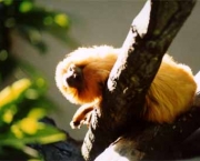 mico-leao-dourado-18