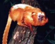 mico-leao-dourado-2