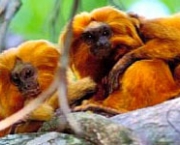 mico-leao-dourado-3