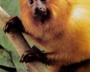 mico-leao-dourado-4