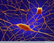 neuronios.jpg