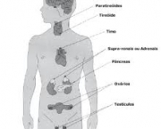 funcoes-dos-hormonios-no-organismo-2