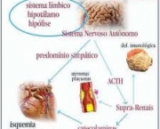 funcoes-dos-hormonios-no-organismo-9