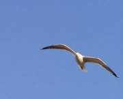 Gaivota 2