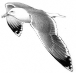 Gaivota 9