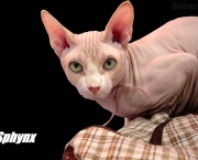 Sphynx-234800