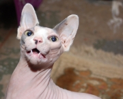 miado-gato-sphynx