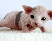 sphynx_cats_4x_thumb