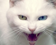 angry_cat-wallpaper-1280x768-1.jpg