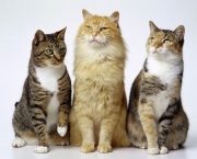 10653gatos.jpg