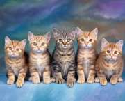 72757_Papel-de-Parede-Gatos-Malhados_1600x1200.jpg