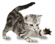 arranhador_gato_afppet.jpg