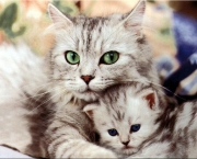 gatos (1).jpg