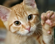 gatos-2.jpg