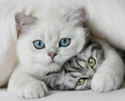 gatos.jpg