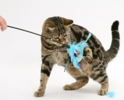 Tabby cat, Tiger Lily, playing with a feather duster