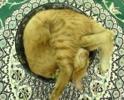 gato-contorcionista.jpg