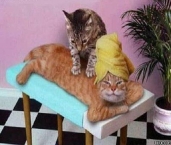 gato-massagista.jpg