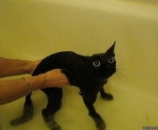 gato-no-banho.jpg