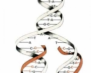 genetica-biologia-11