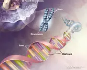 genetica-biologia-2