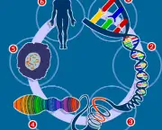 genetica-biologia-6