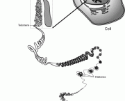 genetica-biologia-9