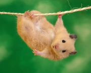 Hamster2.jpg