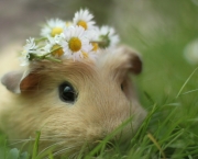 Hamster-Wallpaper-Widescreen.jpg