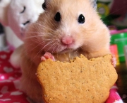 hamster1.jpg