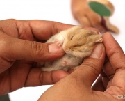 670px-Care-for-a-Hamster-Step-8.jpg