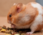 hamster-information-291.jpg