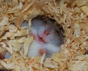 hamster_feliz_adorable.jpg