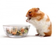 como-alimentar-seu-hamster_1_600.jpg