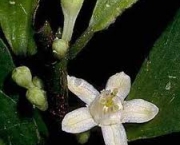 historia-da-cocaina-5