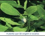 historia-da-cocaina-6