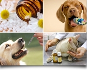 Homeopatia Veterinária (7)