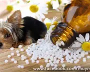 Homeopatia Veterinária (11)