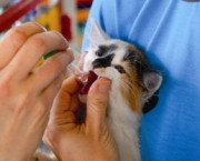 homeopatia-veterinaria-o-que-e-e-como-funciona-1