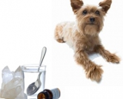 homeopatia-veterinaria-o-que-e-e-como-funciona-4