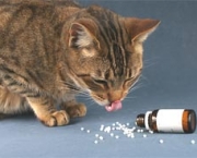 homeopatia-veterinaria-o-que-e-e-como-funciona-5
