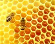 homeostase-abelhas-trabalhadoras-2