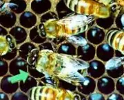 homeostase-abelhas-trabalhadoras-3