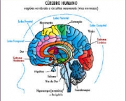 homeostase-biologica-1