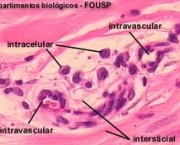 homeostase-biologica-6