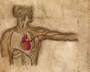 homeostase-no-corpo-humano-3