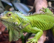 iguana-10