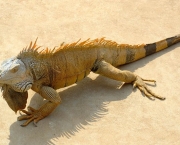 iguana-11