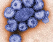 inglaterra-mortes-por-gripe-duplicam-2