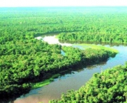 Investimento Amazônia (6)